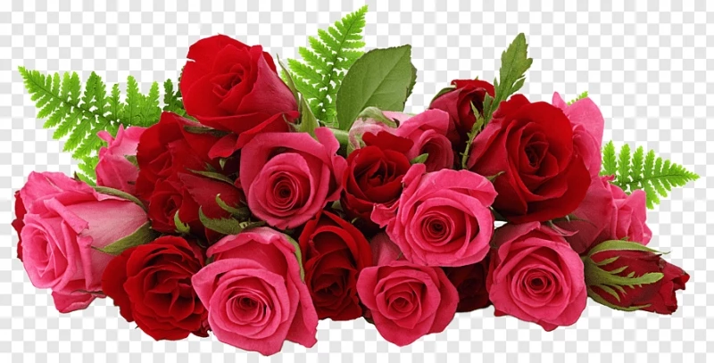 hình ảnh  bông hồng Đỏ Hồng bí mật Hoa hồng vườn trắng đen Cánh hoa  Nhiếp ảnh cuộc sống vẫn còn Gia đình tăng thực vật Lệnh hoa hồng thực  vật