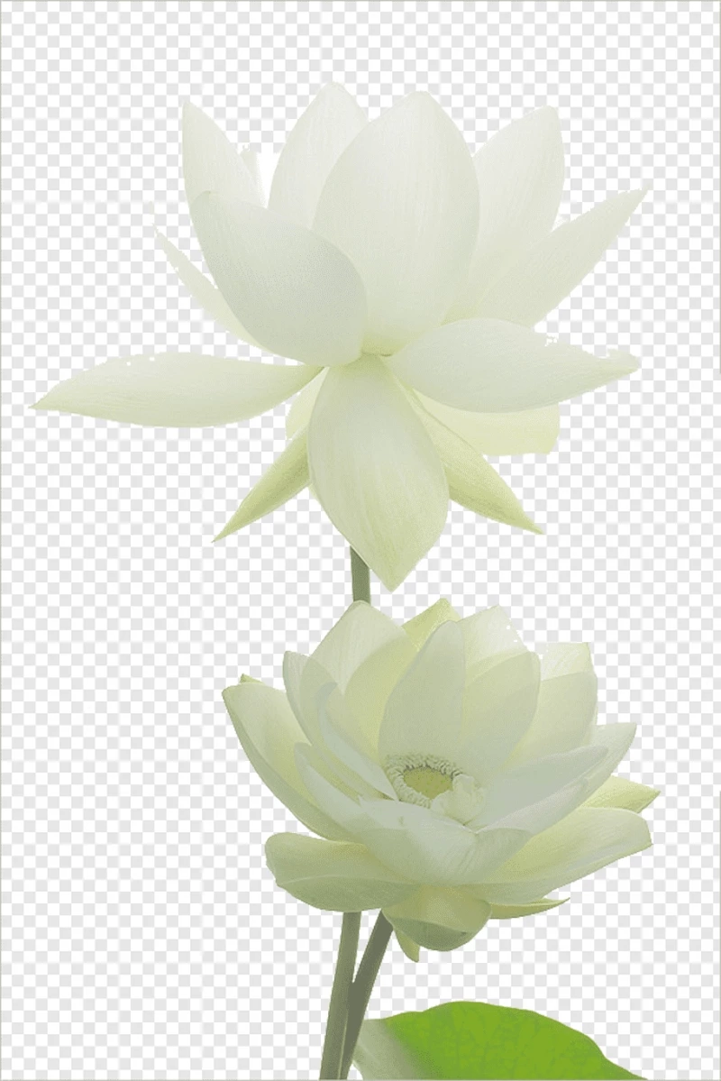 Vẻ đẹp thuần khiết tới từ những loài hoa màu trắng