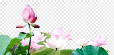 Bông Hoa Sen là một trong những loại hoa đẹp nhất và đặc biệt của Việt Nam. Hãy thưởng thức hình ảnh đẹp mắt của những bông hoa Sen này. 